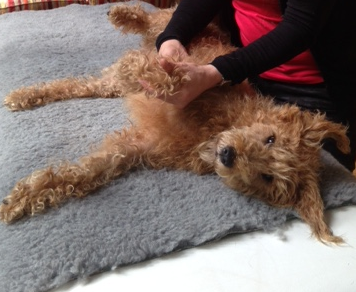 irish-terrier-canine-massage